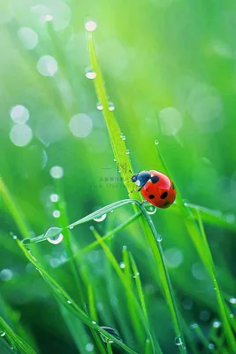 绿叶草丛露珠瓢虫昆虫雨水谷雨惊蛰摄影图 绿叶草丛露珠瓢虫昆虫雨水谷雨惊蛰摄影图