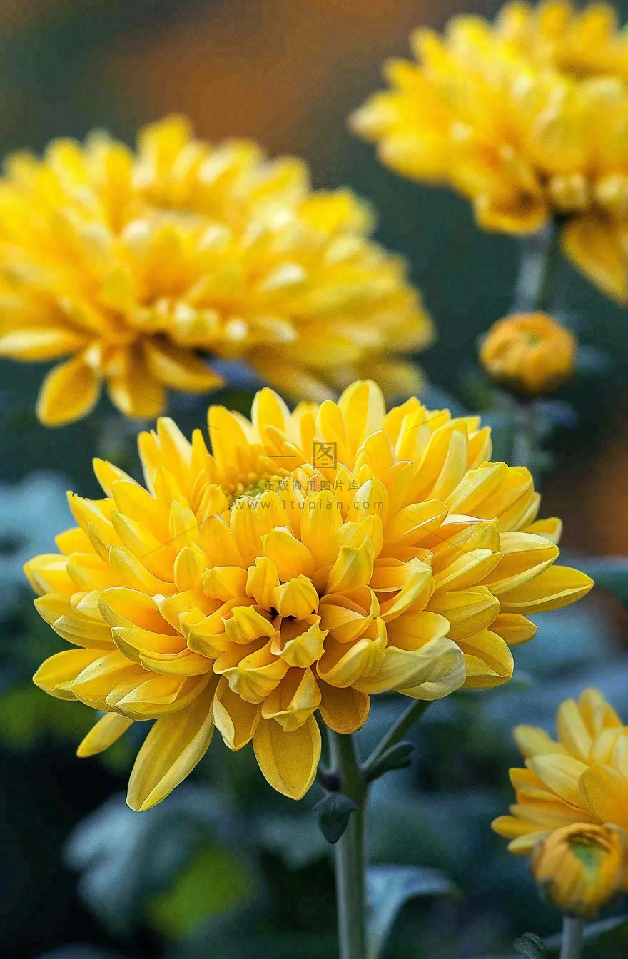 秋天金菊菊花植物立秋秋分重阳摄影图