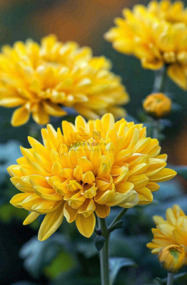 秋天金菊菊花植物立秋秋分重阳摄影图