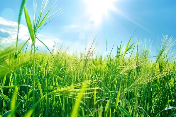 夏日公园石头上的小鸟绿意摄影图