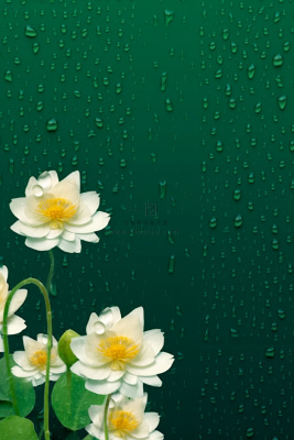 传统节气绿色雨滴荷花海报背景