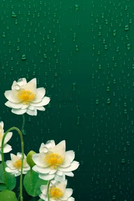 传统节气绿色雨滴荷花海报背景 传统节气绿色雨滴荷花海报背景
