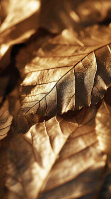 秋天秋叶金黄色满地落叶，秋分摄影图