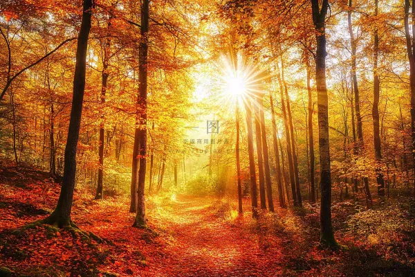 秋天金黄森林里的阳光温暖风景摄影图 秋天金黄森林里的阳光温暖风景摄影图