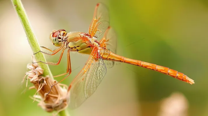 蜻蜓绿叶上停留的竹蜻蜓昆虫春天摄影图