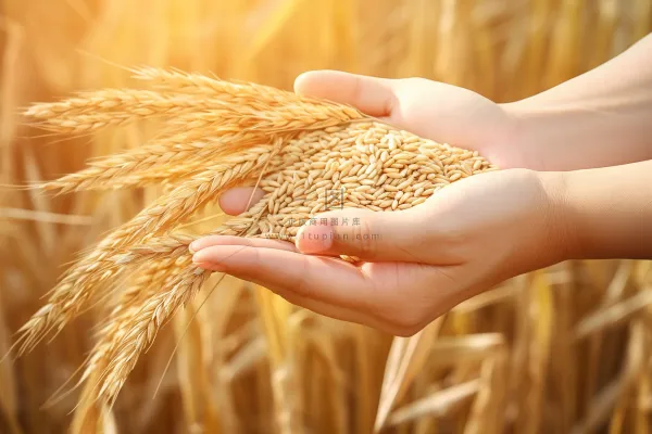 秋天丰收季手捧着粮食摄影图