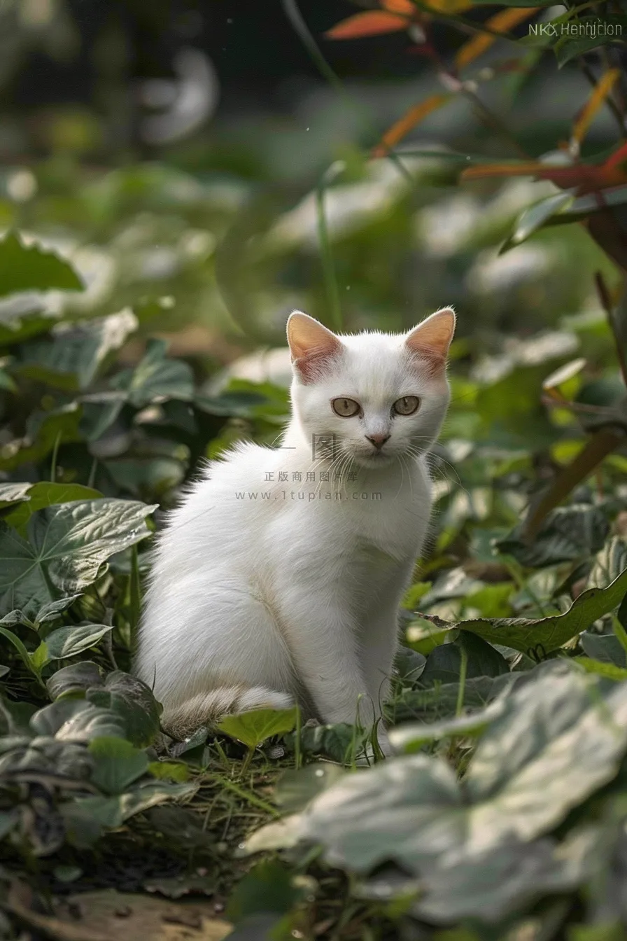 猫咪宠物猫可爱动物摄影图