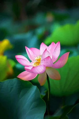 中国风夏日荷花荷叶大气特写摄影,大暑小暑夏至摄影图 中国风夏日荷花荷叶大气特写摄影,大暑小暑夏至摄影图